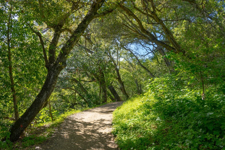 Discover Clarity: The Philosophy of Mindful Nature Walks in California