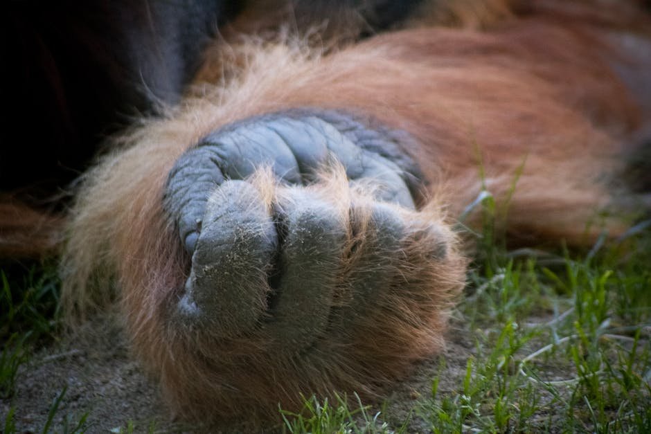 The Legendary Ken Allen: San Diego Zoo's Most Famous Orangutan Story